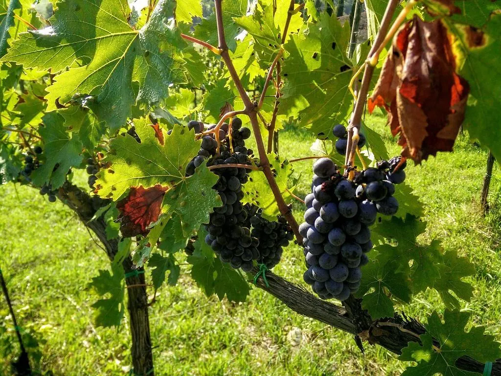 Podere Terreno Alla Via Della Volpaia Radda in Chianti
